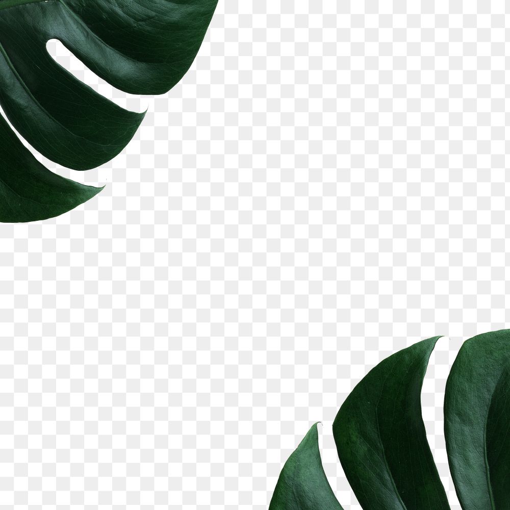 Monstera leaf png border, transparent background