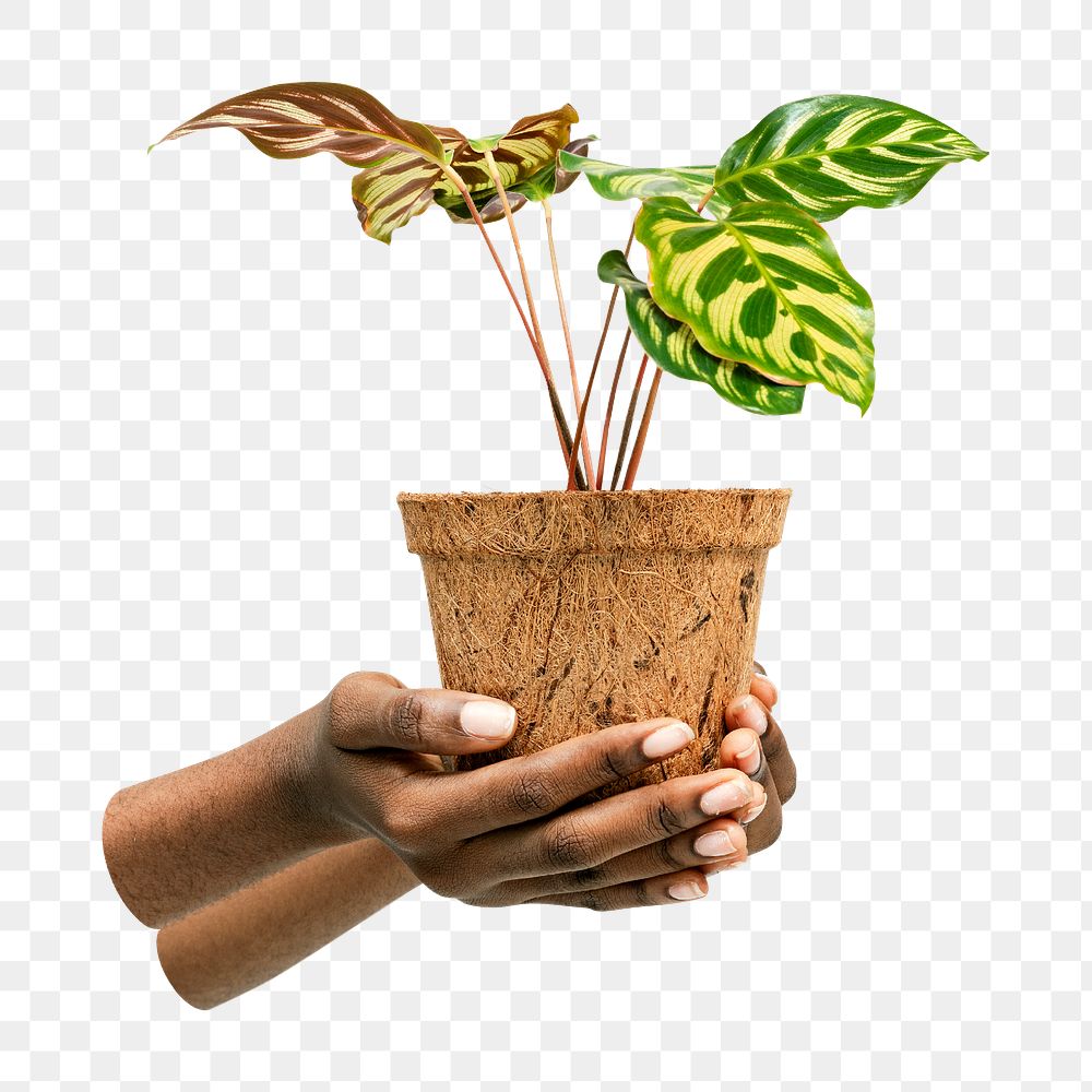 PNG Hand holding a peacock plant in a pot  , collage element, transparent background