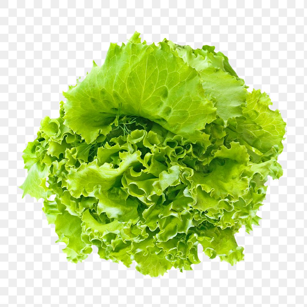 Market green lettuce png, transparent background