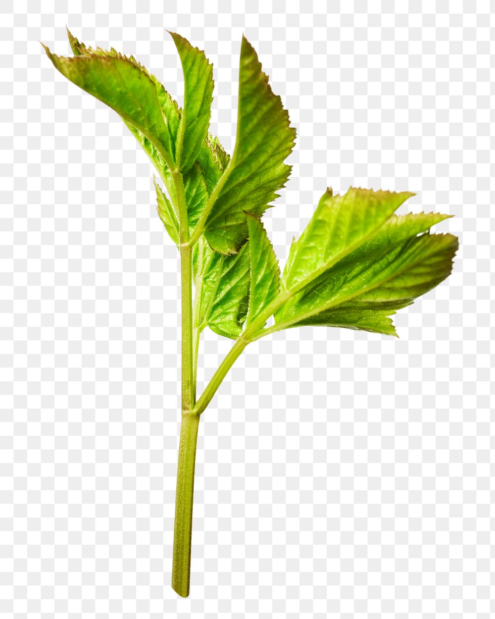 Green healthy veggie png, transparent background