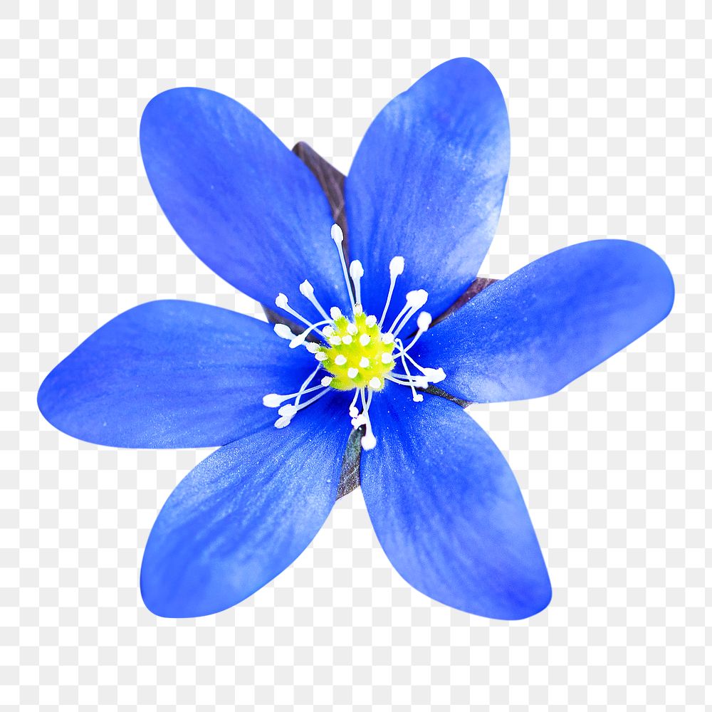 Blue png flower, transparent background