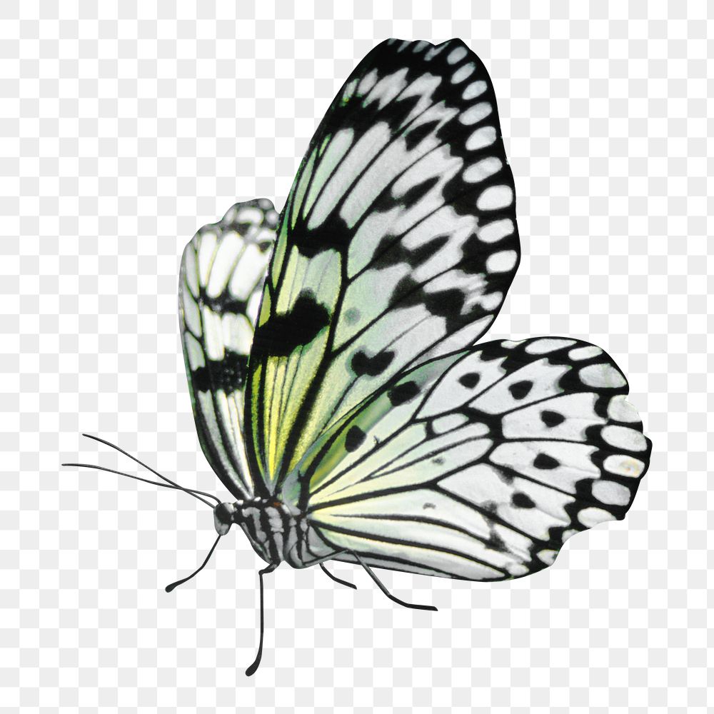 Swallowtail butterfly png, transparent background