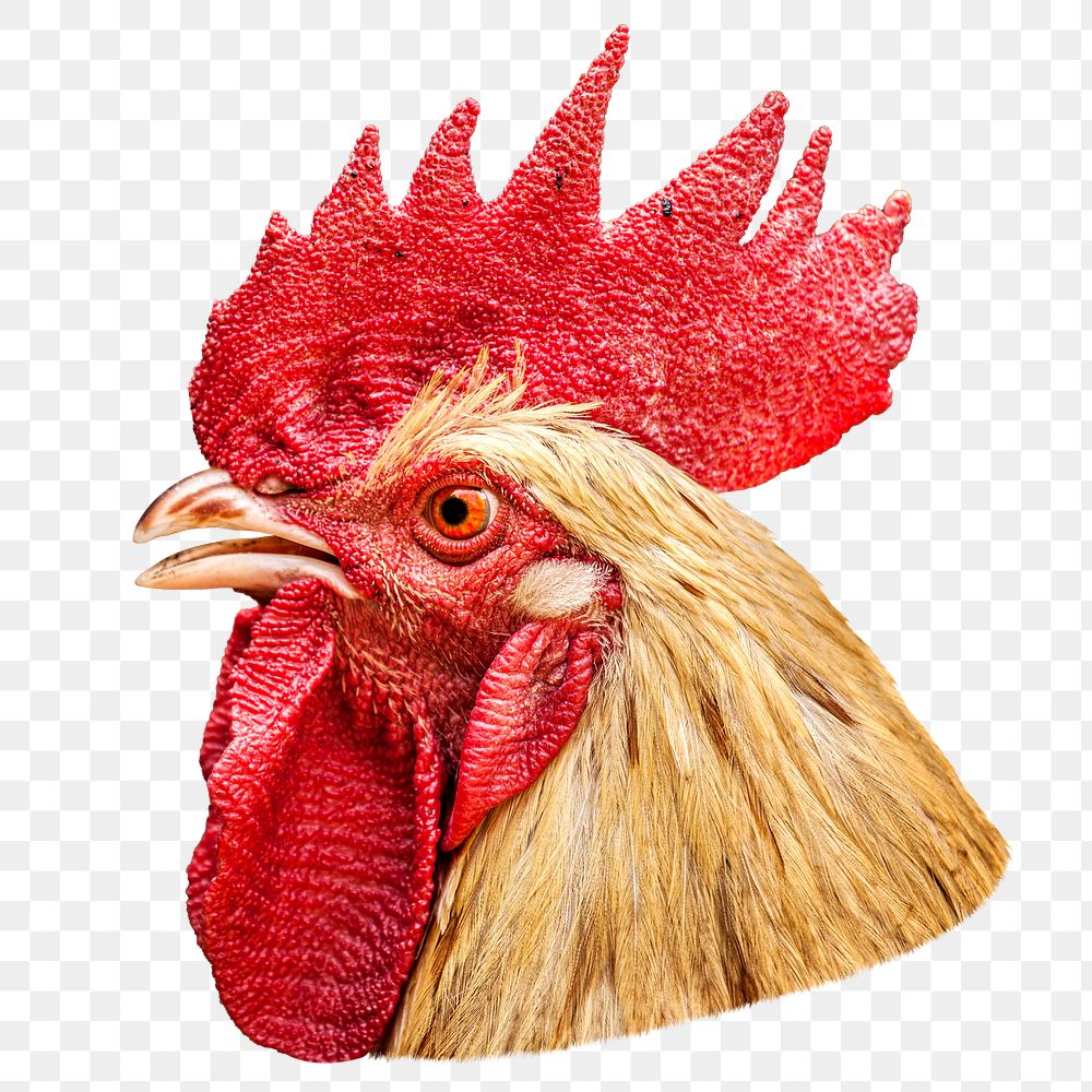 Red chicken png, transparent background