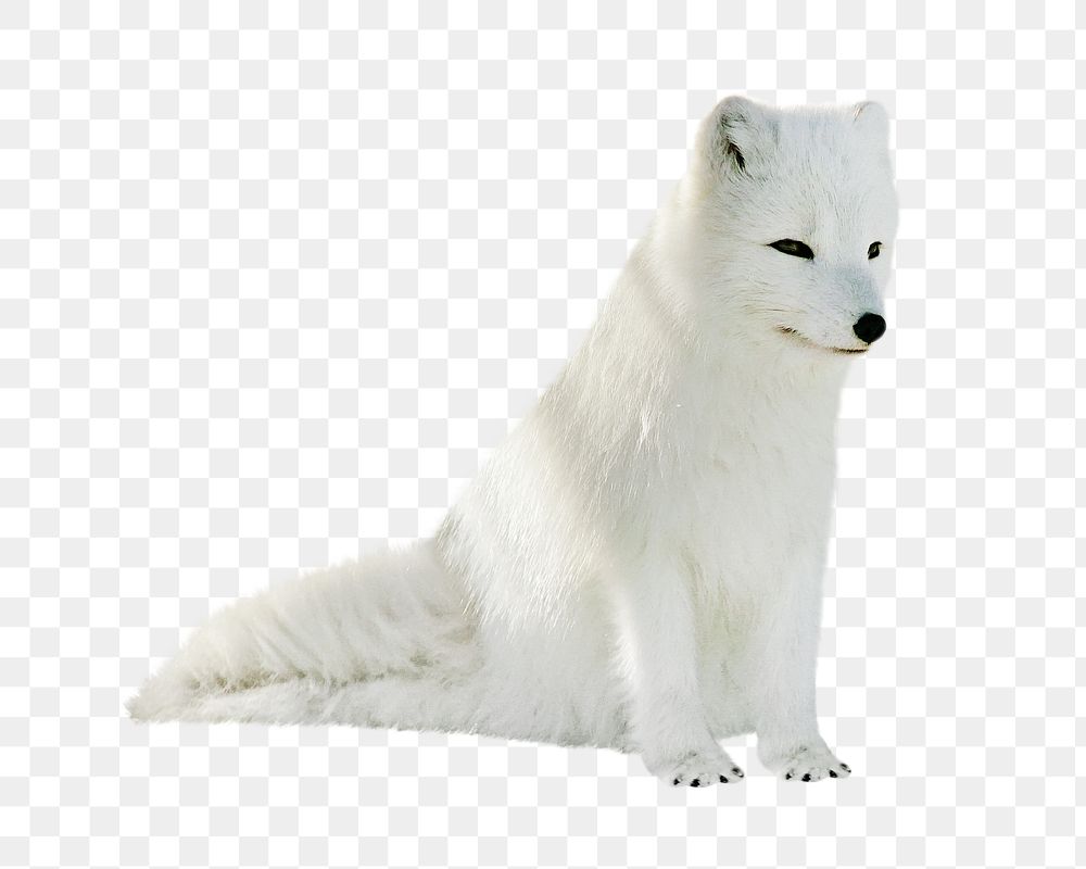 Baby fox png, design element, transparent background