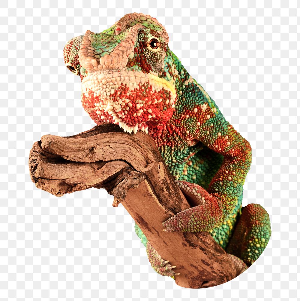 Colorful chameleon  png, design element, transparent background