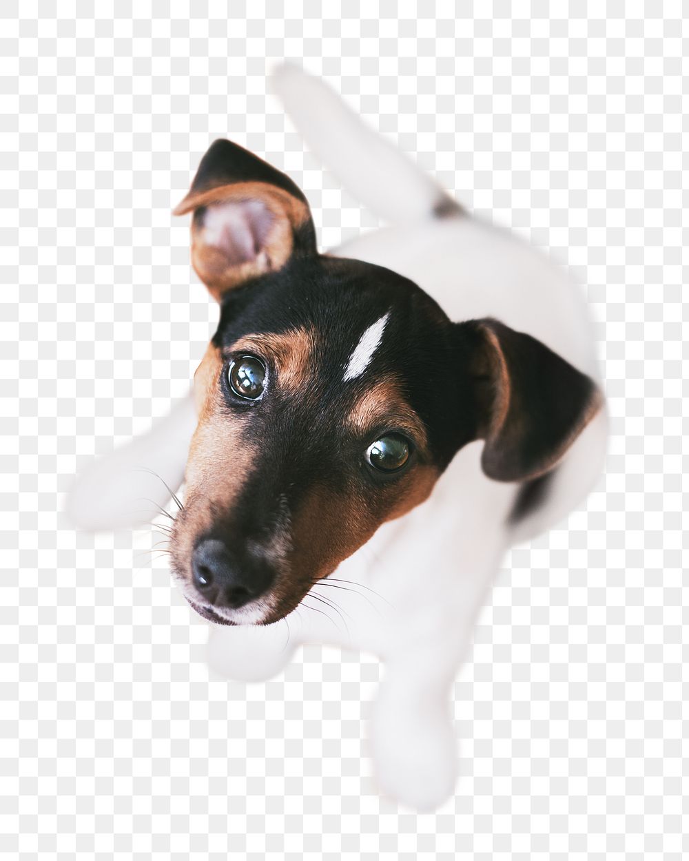 Dog png collage element, transparent background