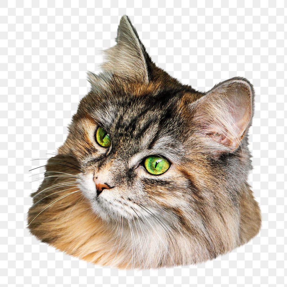 Maine coon png, isolated design, transparent background