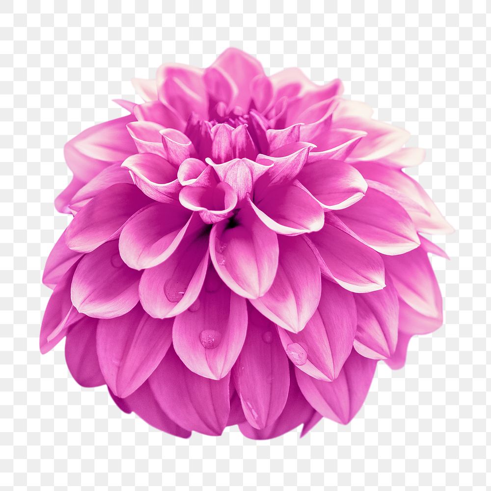 Pink dahlia png flower, transparent background