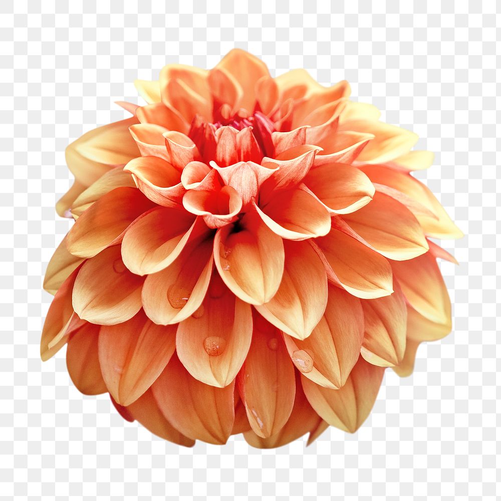 Orange dahlia png flower, transparent background