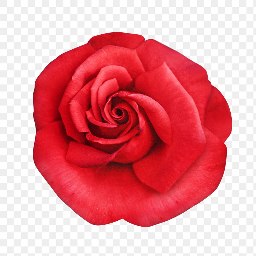 Floral red rose png, transparent background