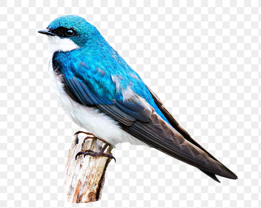 Blue jay png, transparent background