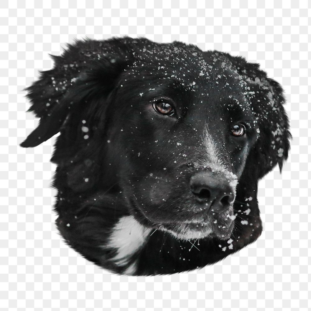 Black dog png, design element, transparent background