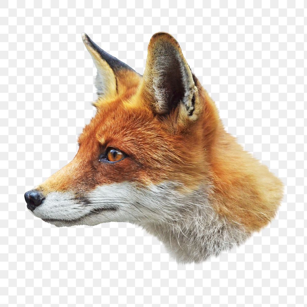 Red fox png collage element, transparent background