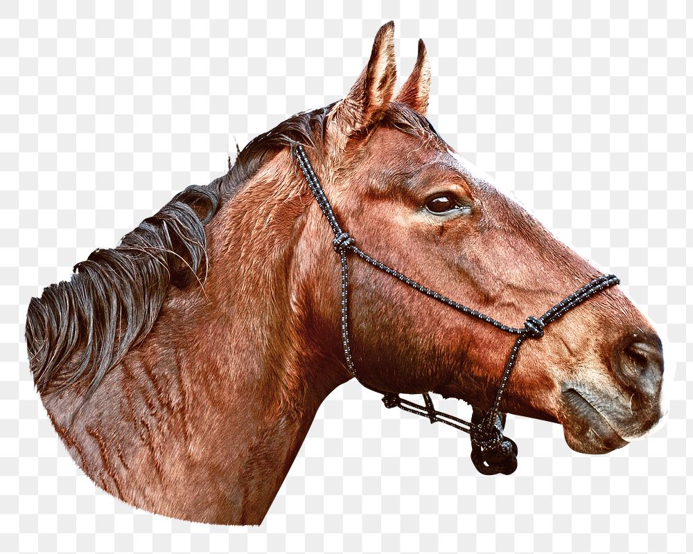 Brown horse png, design element, transparent background