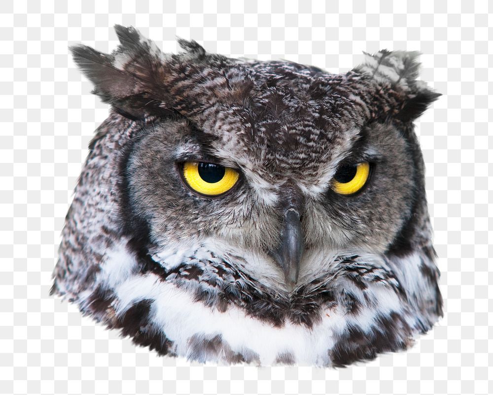 Grey owl head png collage element, transparent background
