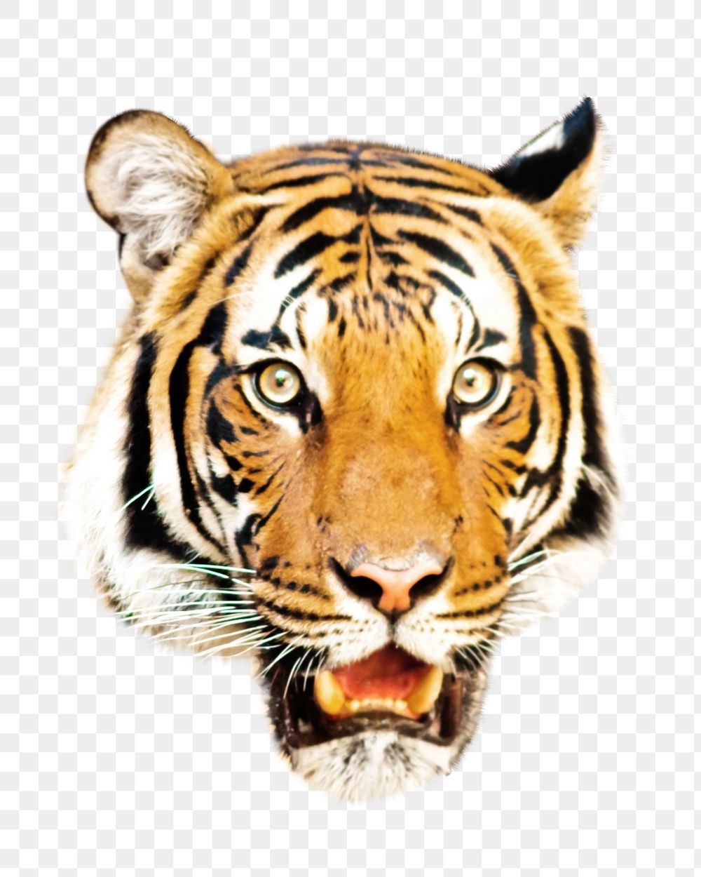Tiger face png, design element, transparent background