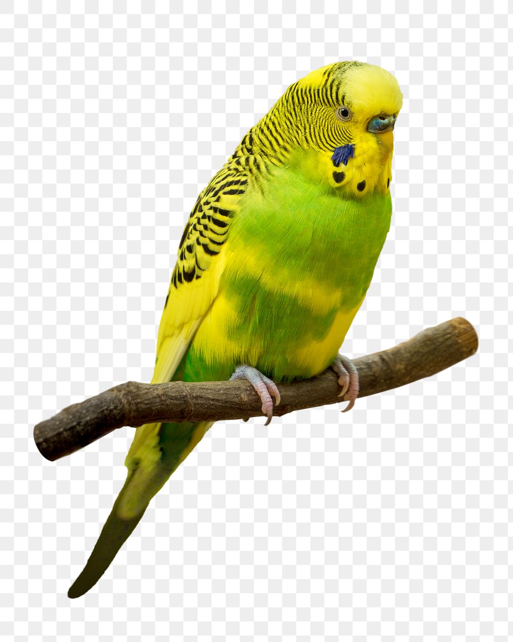Green parakeet png, transparent background