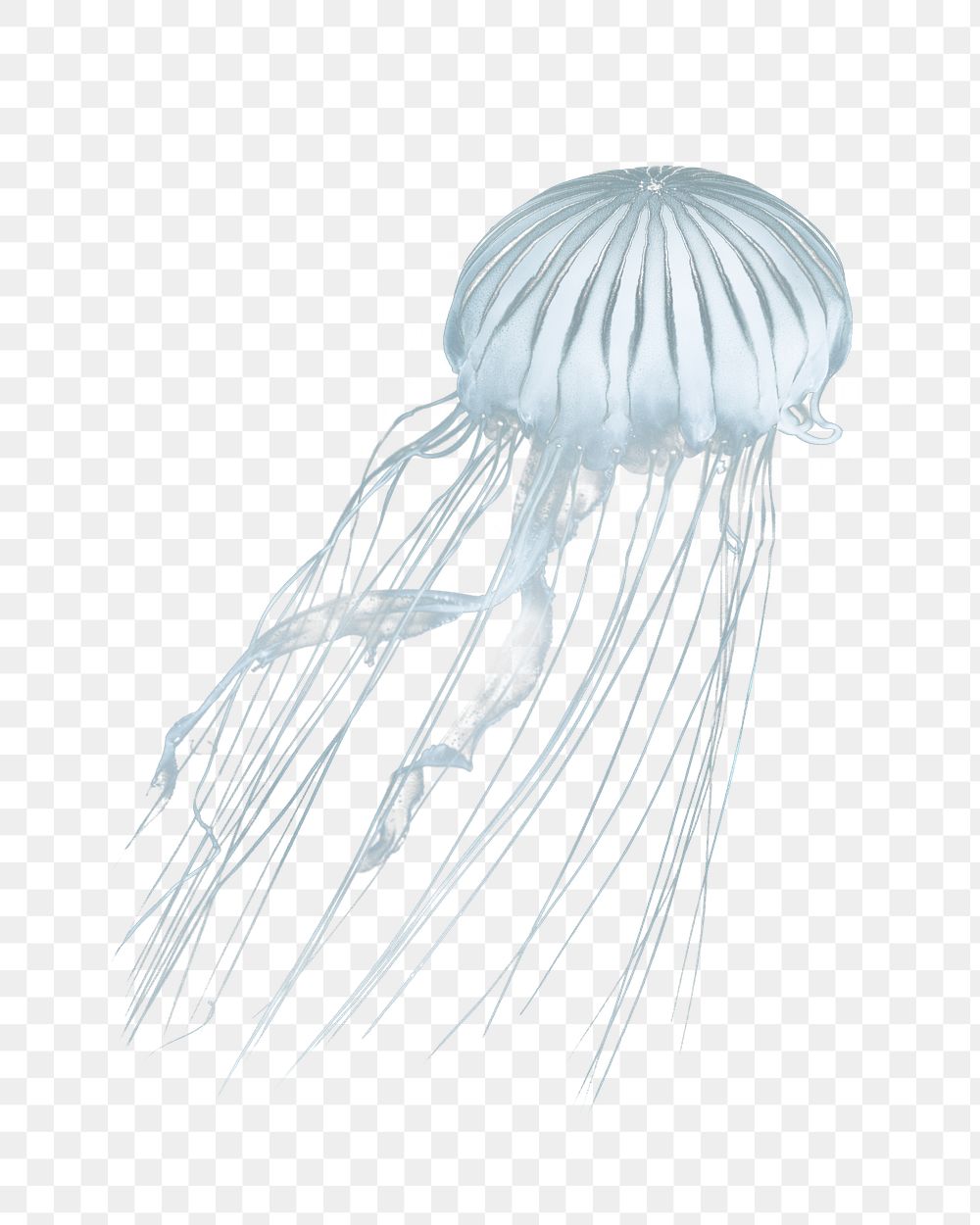Jellyfish swimming png, design element, transparent background