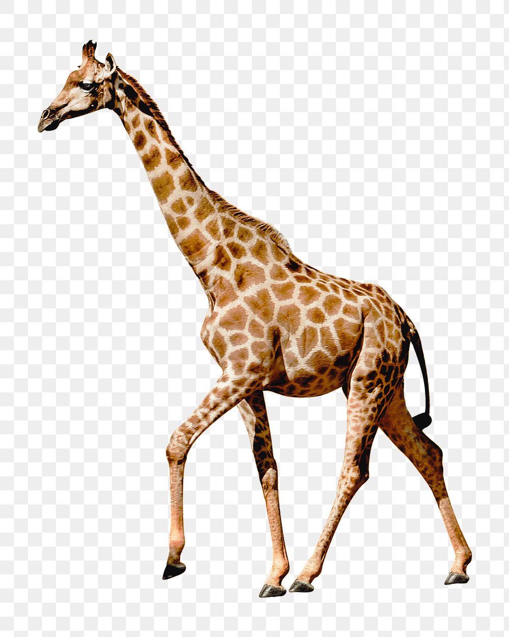 PNG giraffe wild animal collage, collage element, transparent background