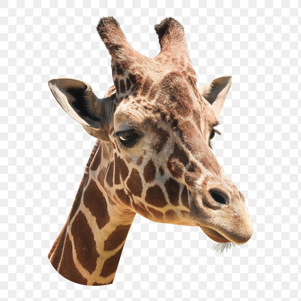 Giraffe png animal, transparent background