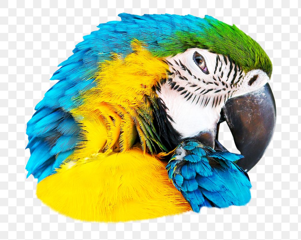 Blue parrot png, transparent background