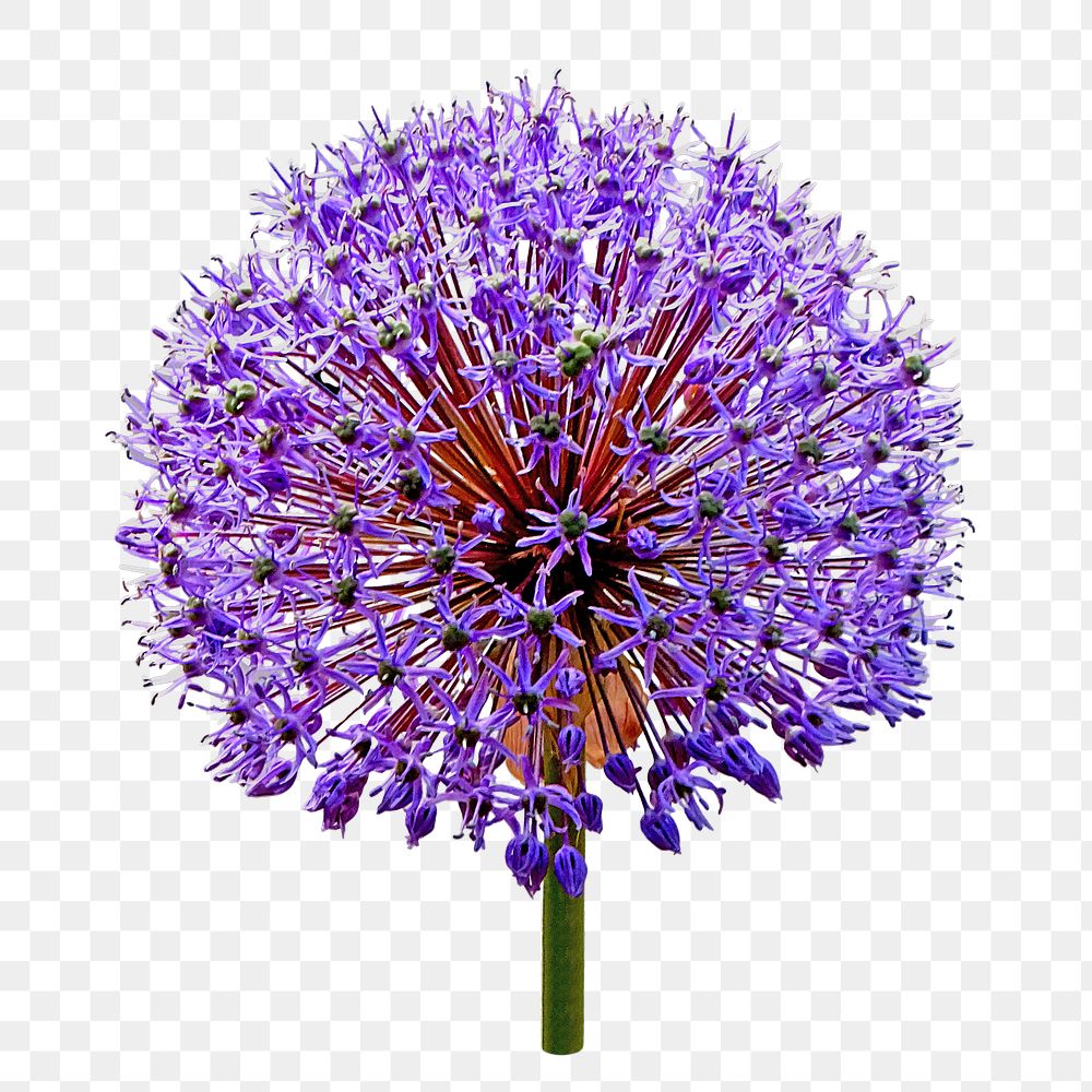 Purple blooming flower png, transparent background