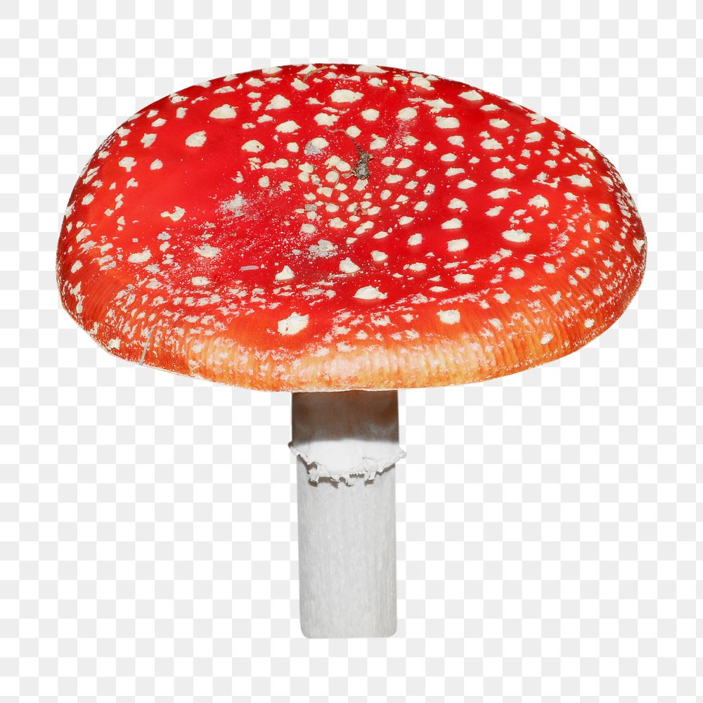 Fly agaric mushroom png, transparent background