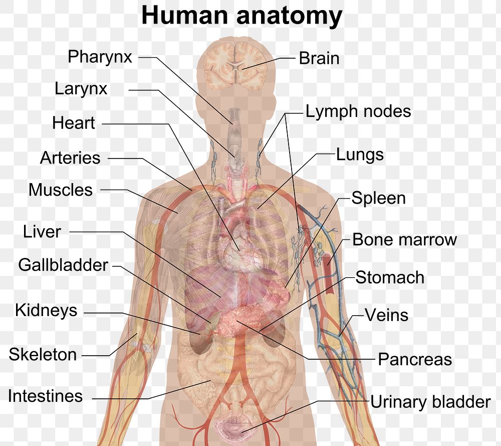 Selection of organs in human anatomy.To discuss image, please see Talk:Human body diagrams