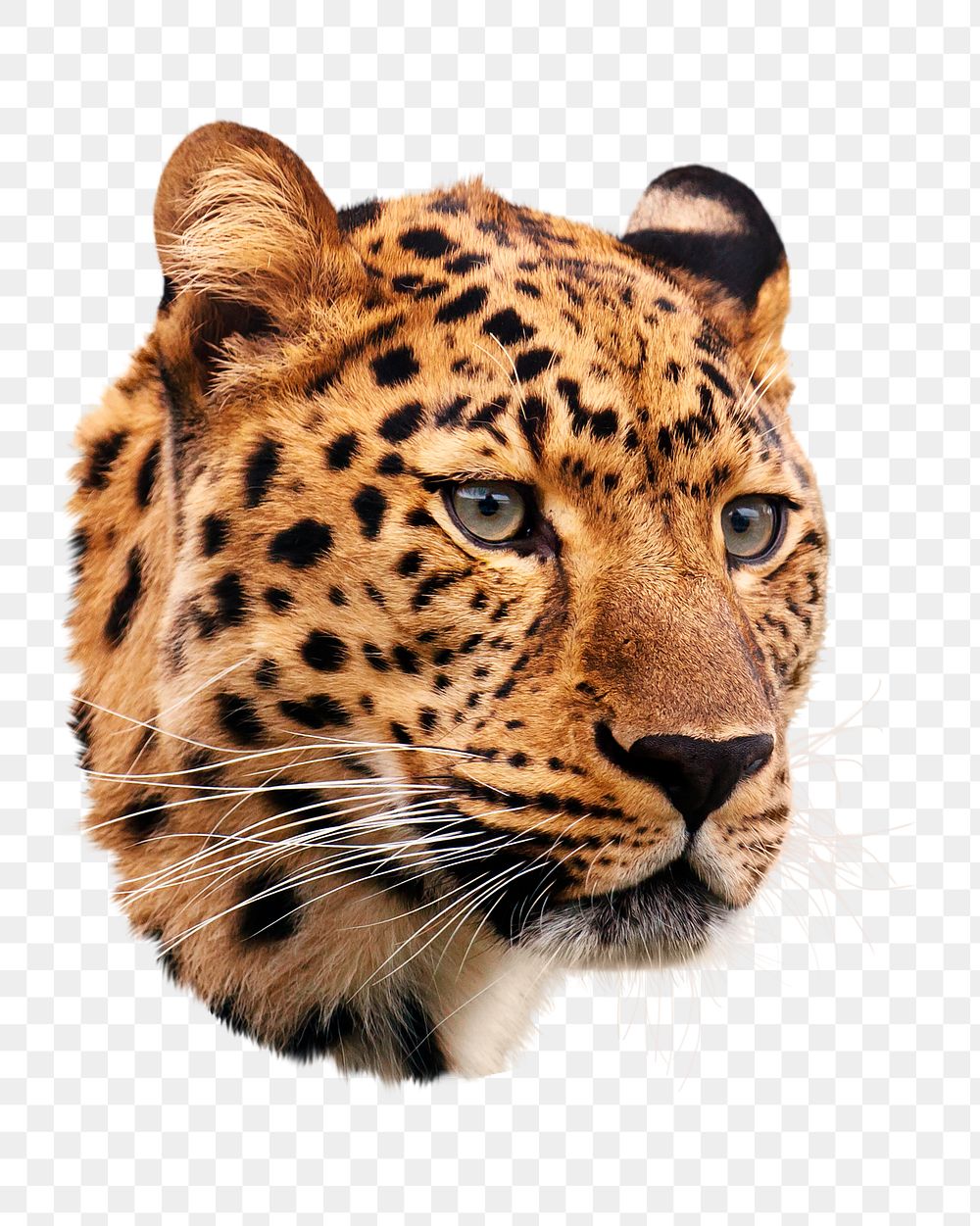 PNG Leopard, wild animal closeup portrait, collage element on transparent background