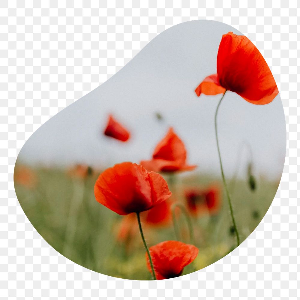 Poppy flowers png badge element, transparent background