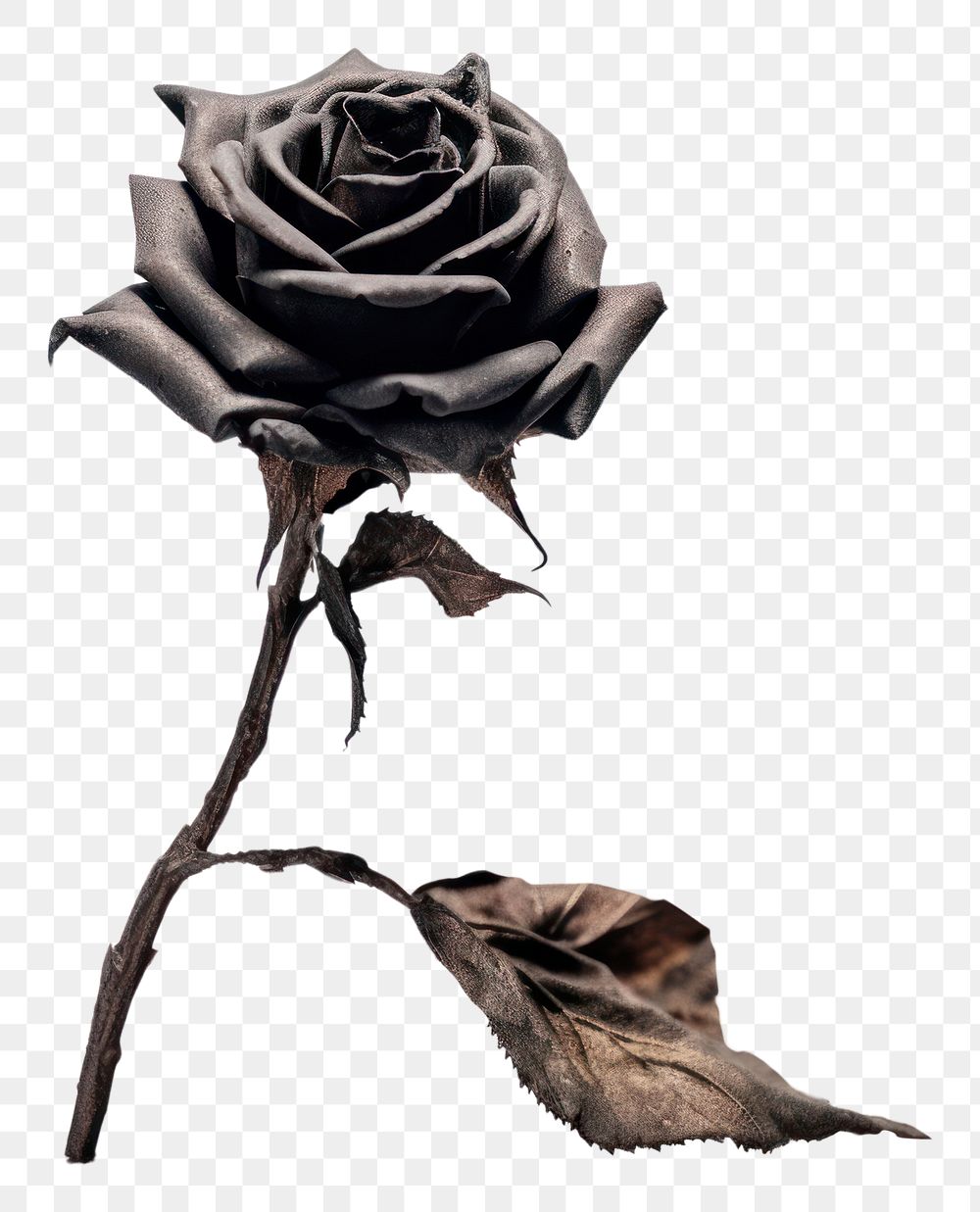 PNG Dried black rose flower plant white background. AI generated Image by rawpixel.