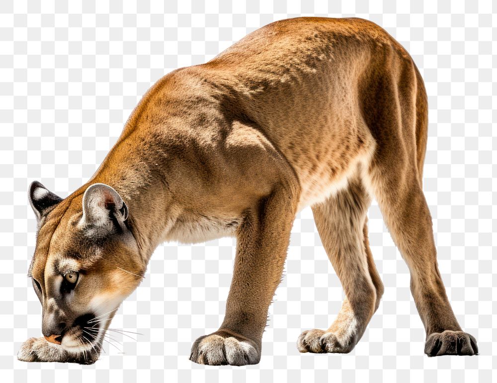 PNG Cougar wildlife animal mammal. AI generated Image by rawpixel.