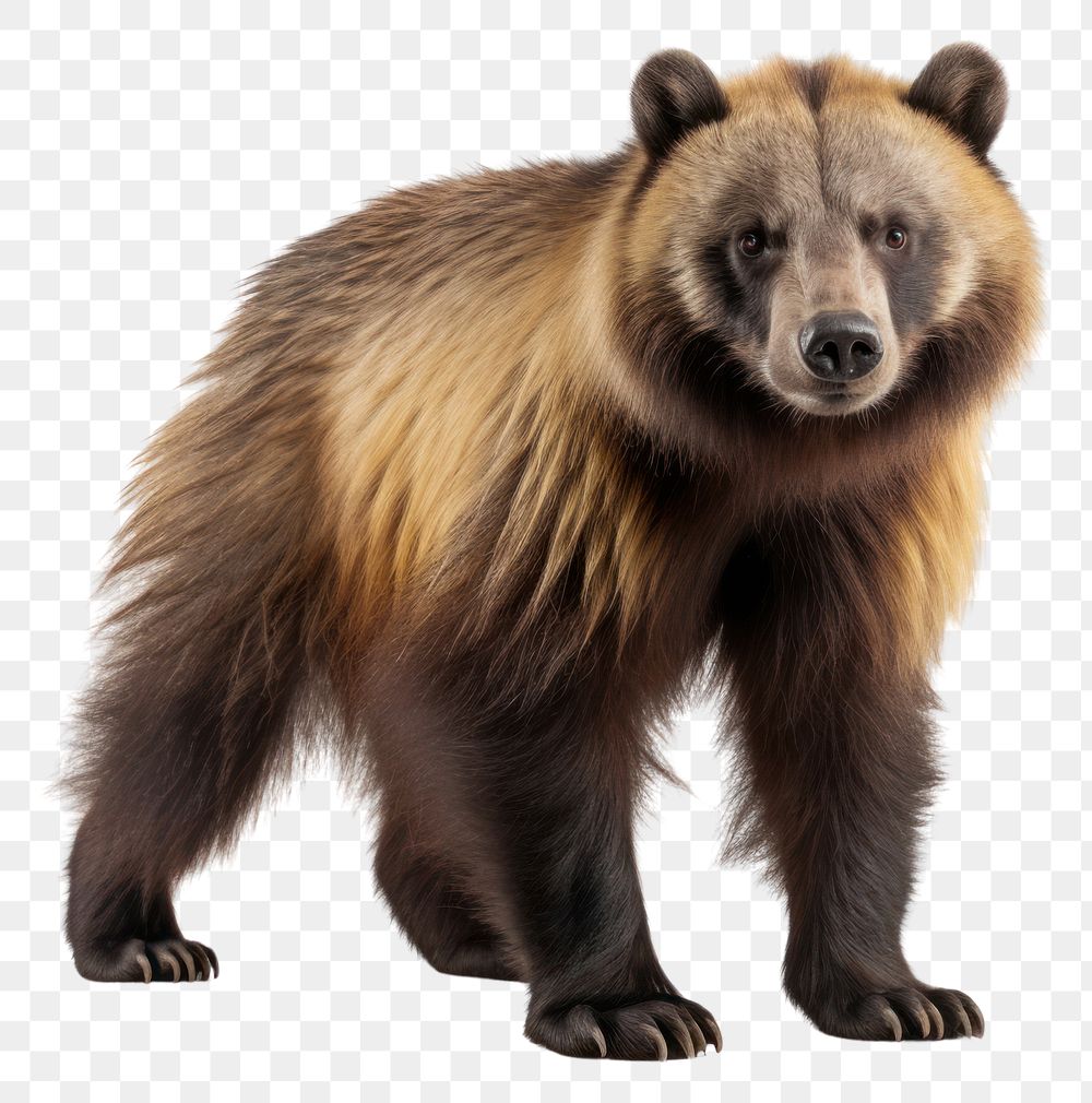 PNG Wolverine wildlife mammal animal. AI generated Image by rawpixel.