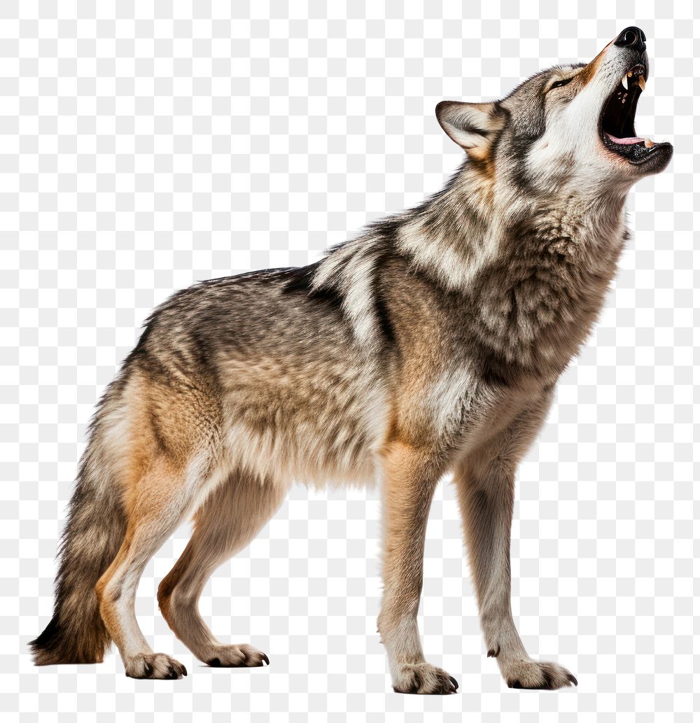 PNG Wolf howling animal mammal coyote
