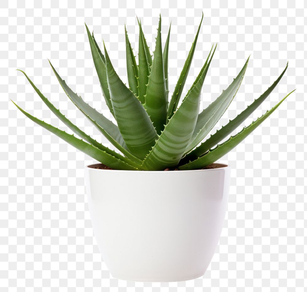 PNG Plant png aloe xanthorrhoeaceae white background. AI generated Image by rawpixel.