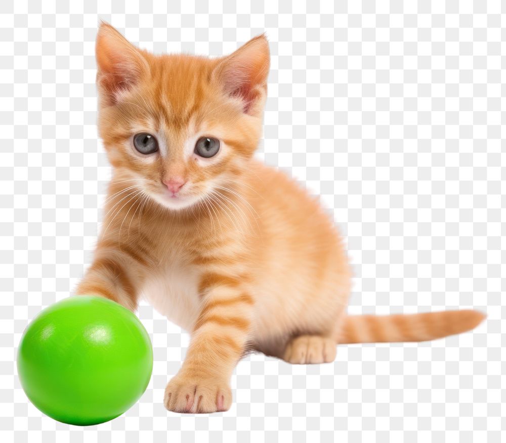 PNG Ginger cat mammal animal kitten. AI generated Image by rawpixel.