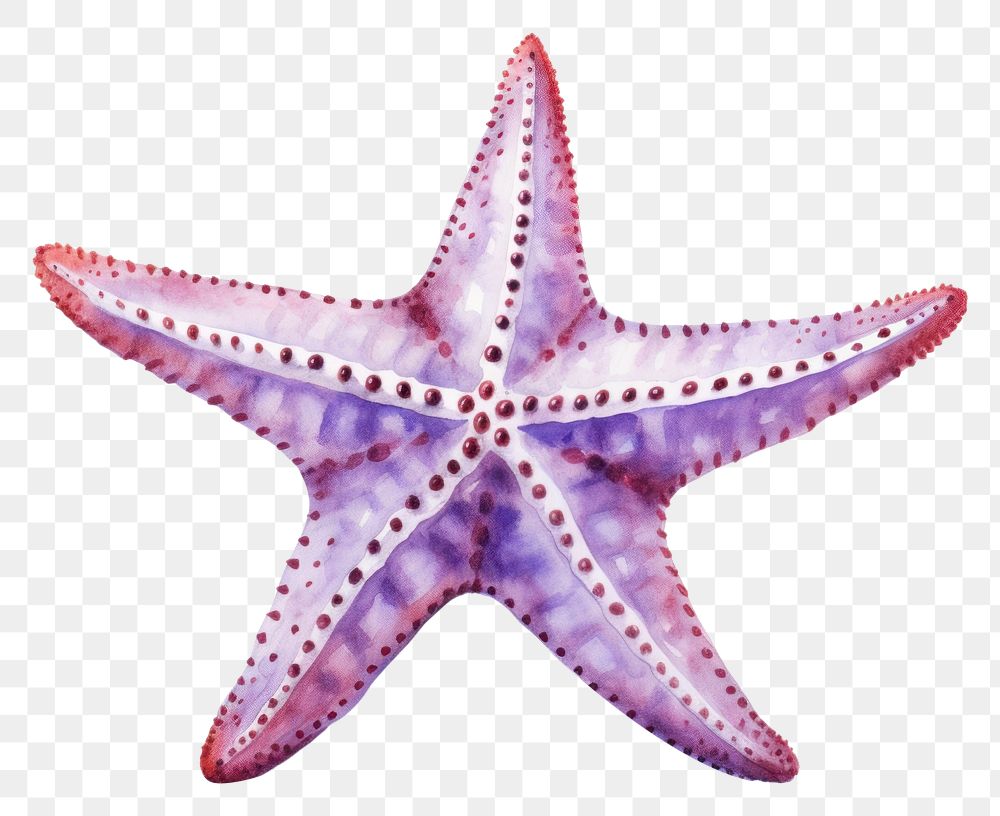 PNG Starfish invertebrate echinoderm cephalopod. AI generated Image by rawpixel.