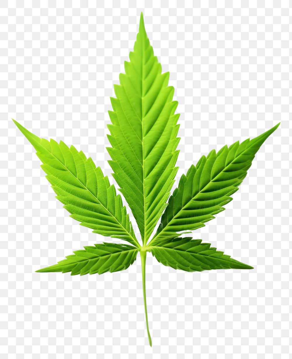 PNG Cannabis leaf plant herbs white background. AI generated Image by rawpixel.