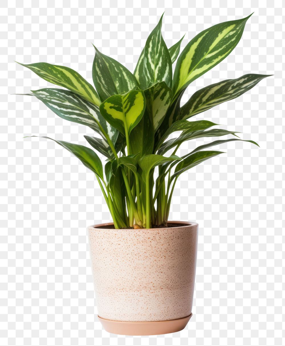 PNG Chinese evergreen plant leaf. AI generated Image by rawpixel.