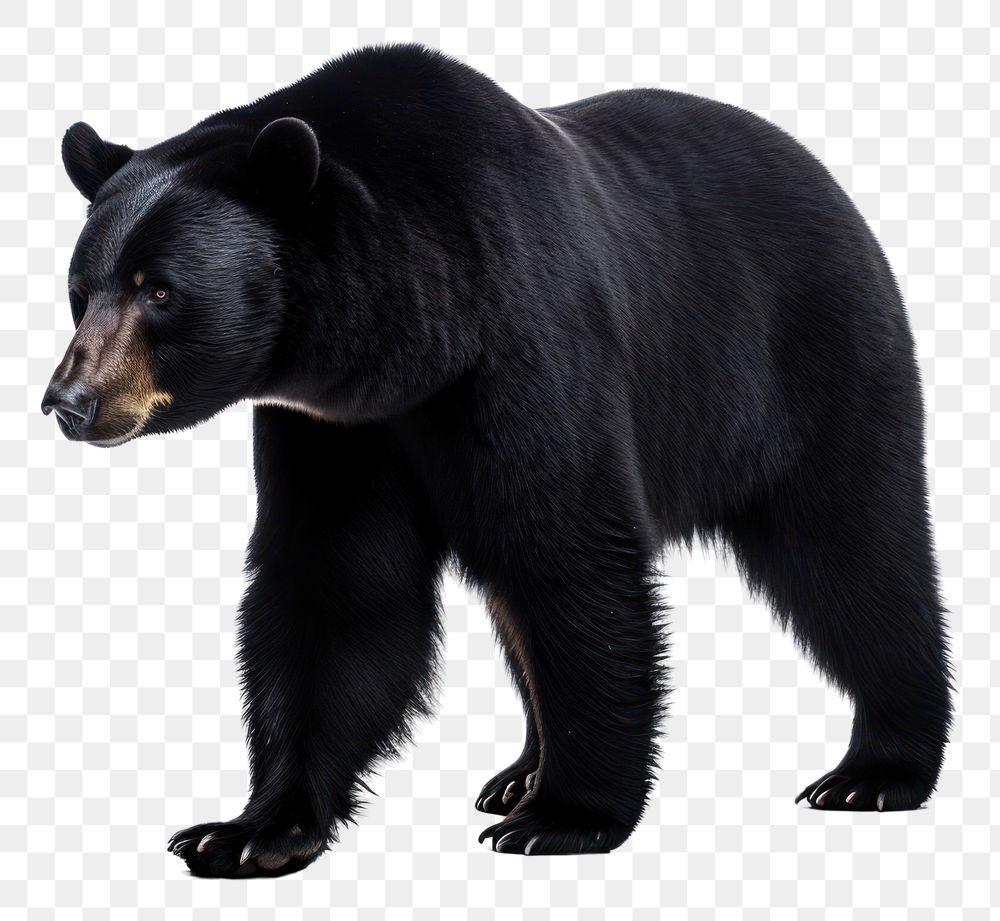 PNG A balck bear wildlife mammal animal. AI generated Image by rawpixel.