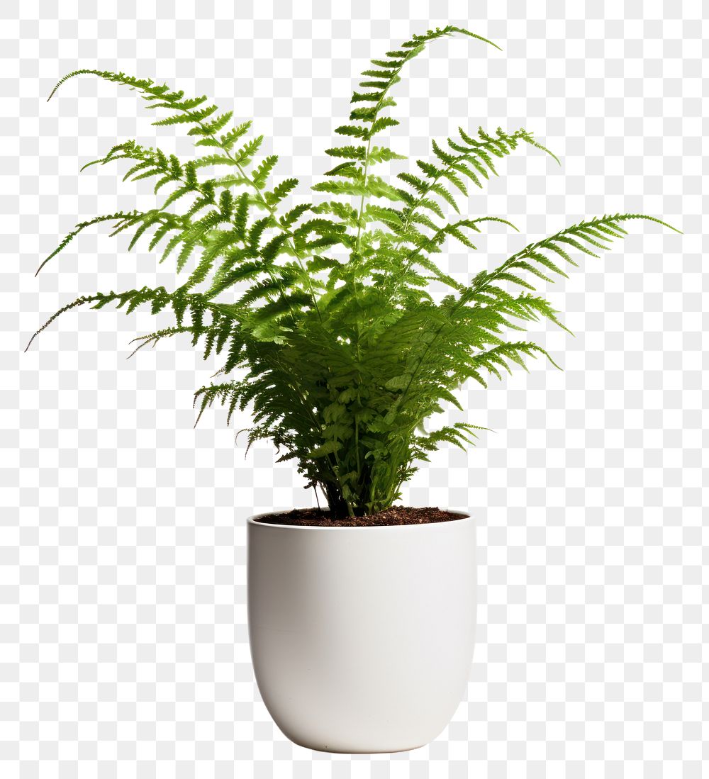 PNG Fern plant pot, houseplant. AI generated Image by rawpixel.