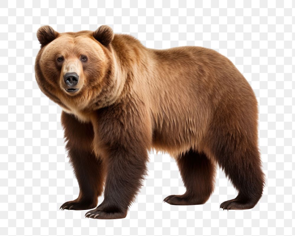PNG Grizzly bear wildlife mammal animal. AI generated Image by rawpixel.
