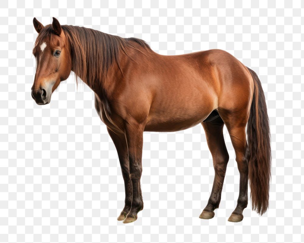 PNG Horse grazing stallion mammal animal. AI generated Image by rawpixel.