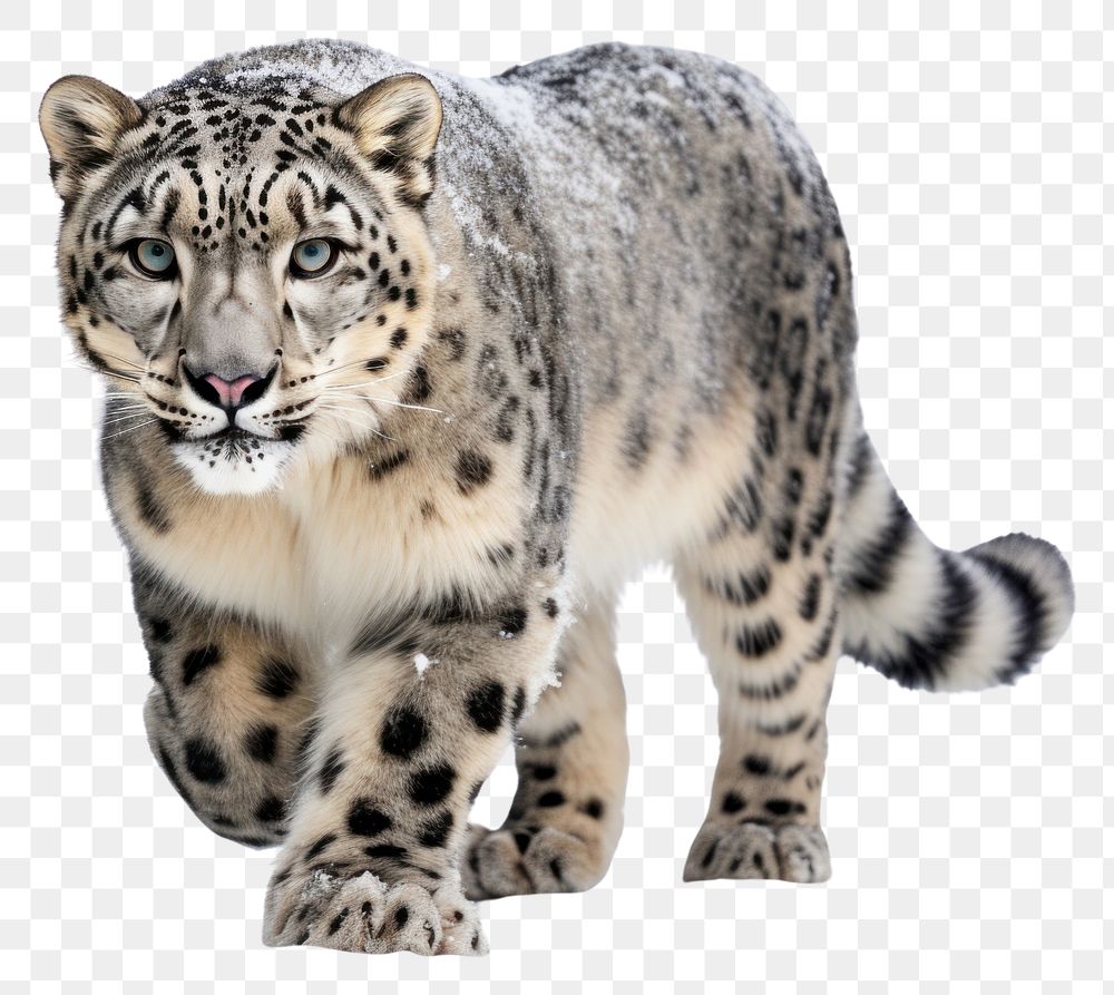 PNG Snow leopard wildlife animal mammal