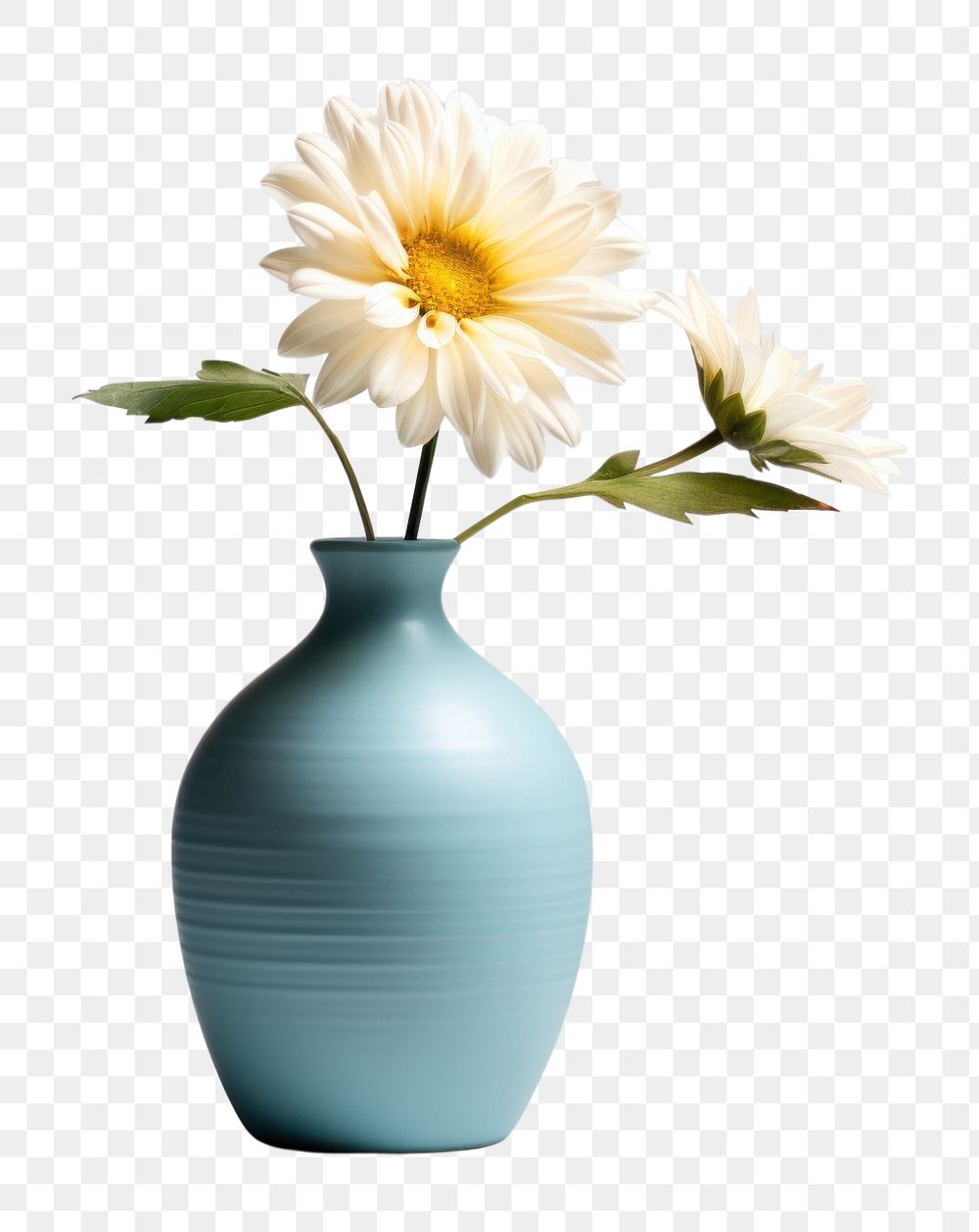 PNG  Vase flower plant white. 