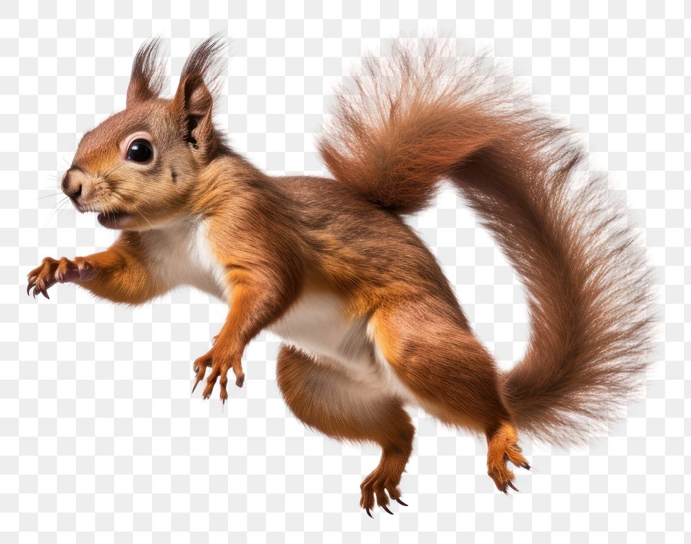 PNG Squirrel jumping animal rodent mammal. 