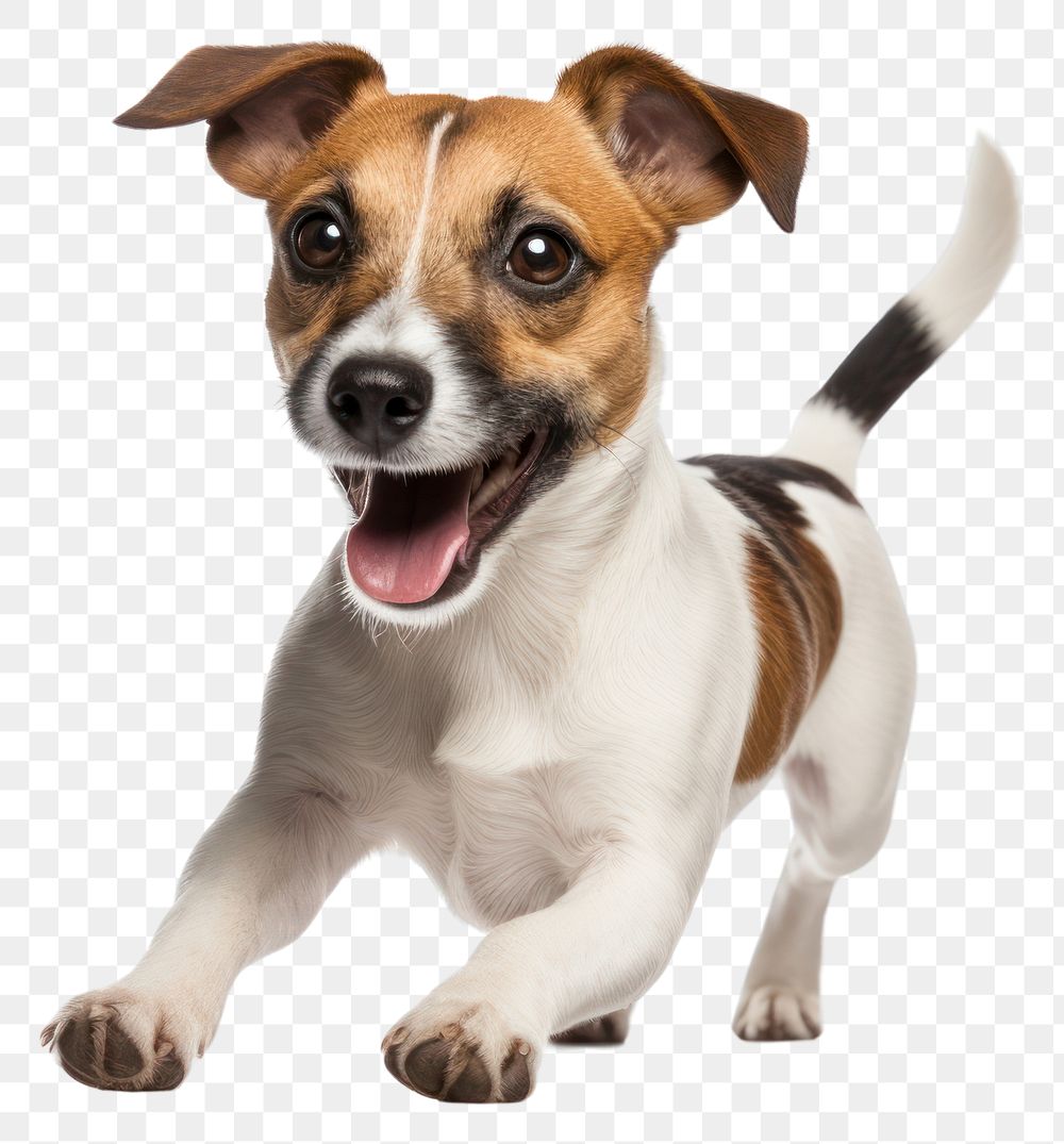 PNG Jack Russell terrier mammal animal puppy. 