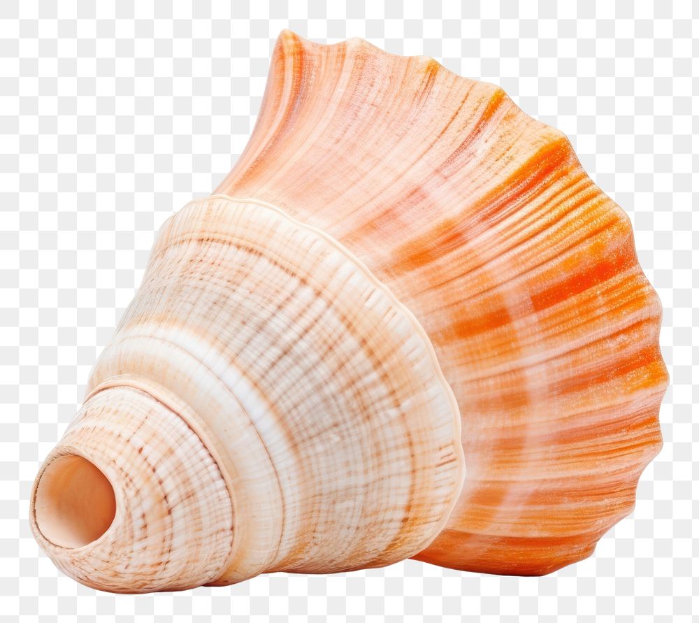 PNG Seashell conch clam white background. AI generated Image by rawpixel.