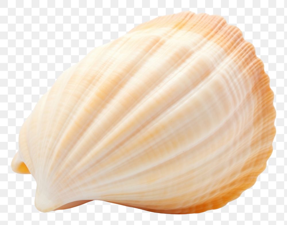 PNG Seashell conch clam food. AI generated Image by rawpixel.