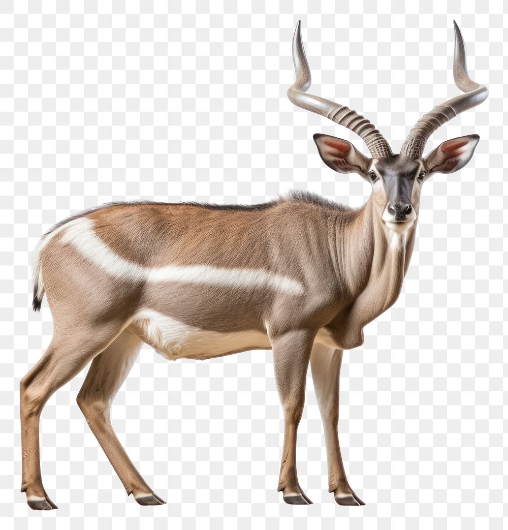 PNG Kudu wildlife animal mammal. AI generated Image by rawpixel.